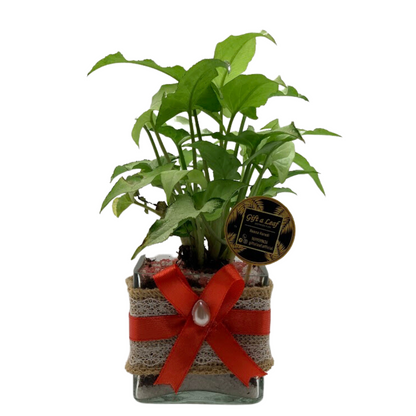 GL119- Square pot with plant