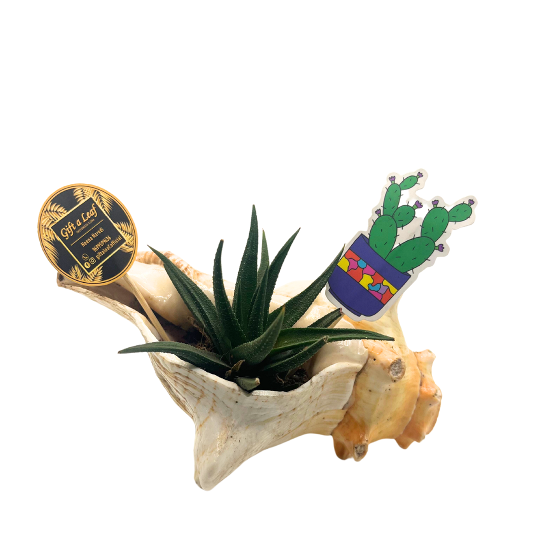 GL153 - Original Sankha (Sea Shell)  with Plant