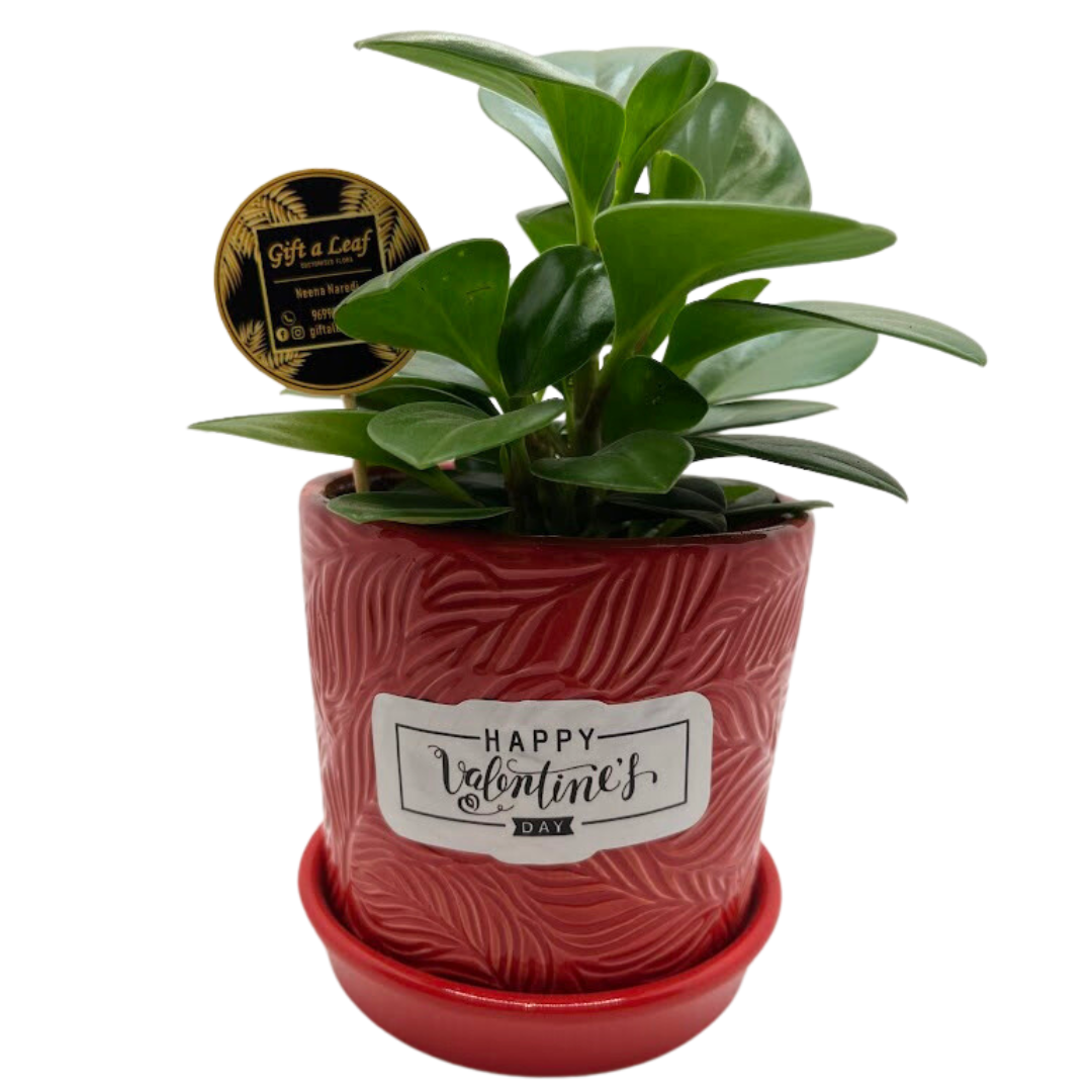 GL121 - Single piece small ceramic red pot  with single plant