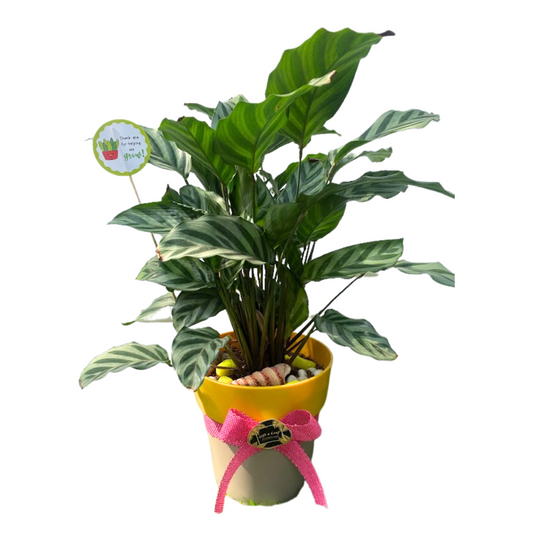 GL18 - Large Calathea Freddie plant with Dual-Tone Pot