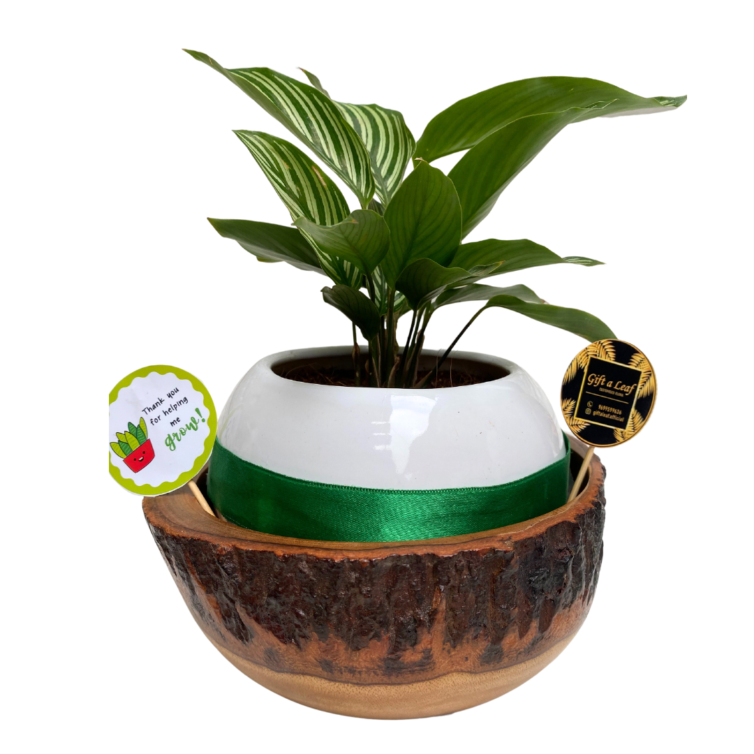 GL66 - Money Plant In Wooden + Ceramic Pot (big)