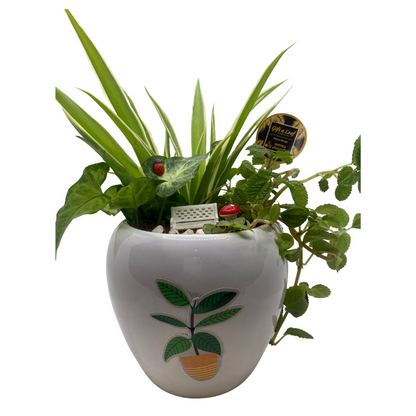 GL158 - Garden Theme Ceramic Pot Planter.