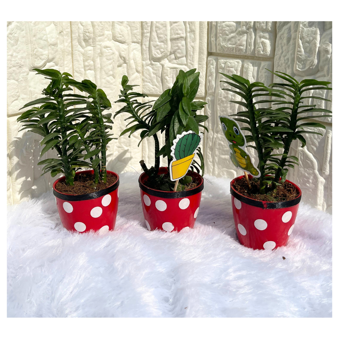 GL94 - Red and White Polka Dot small pot (Set of 10 plants)