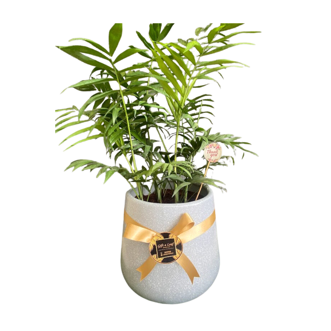 GL51 - Large size Indoor Areca Palm Plant (single piece)