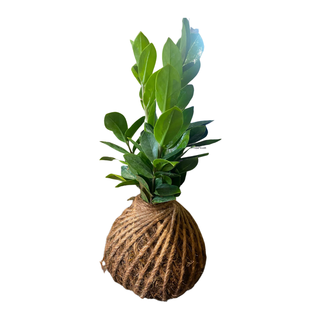 GL163 - Kokedama With Money Plant.