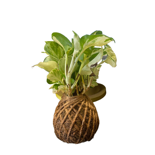 GL163 - Kokedama With Money Plant.