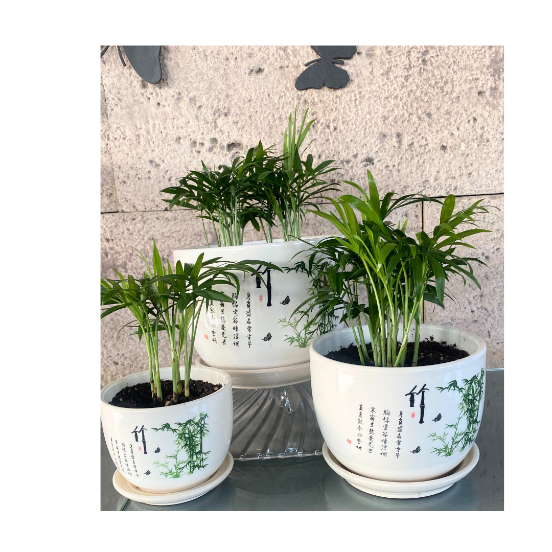 GL165 - Chinese White Ceramic Bamboo Palm. (Set of 3)