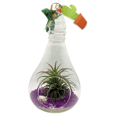 GL1- Glass Bulb Terrarium