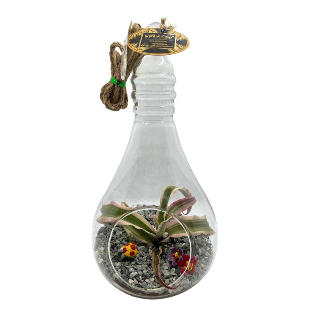 GL1- Glass Bulb Terrarium