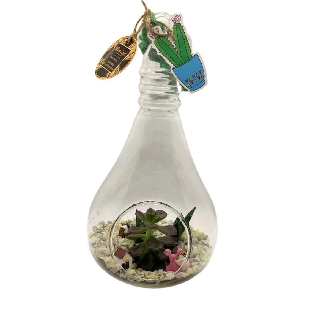 GL1- Glass Bulb Terrarium