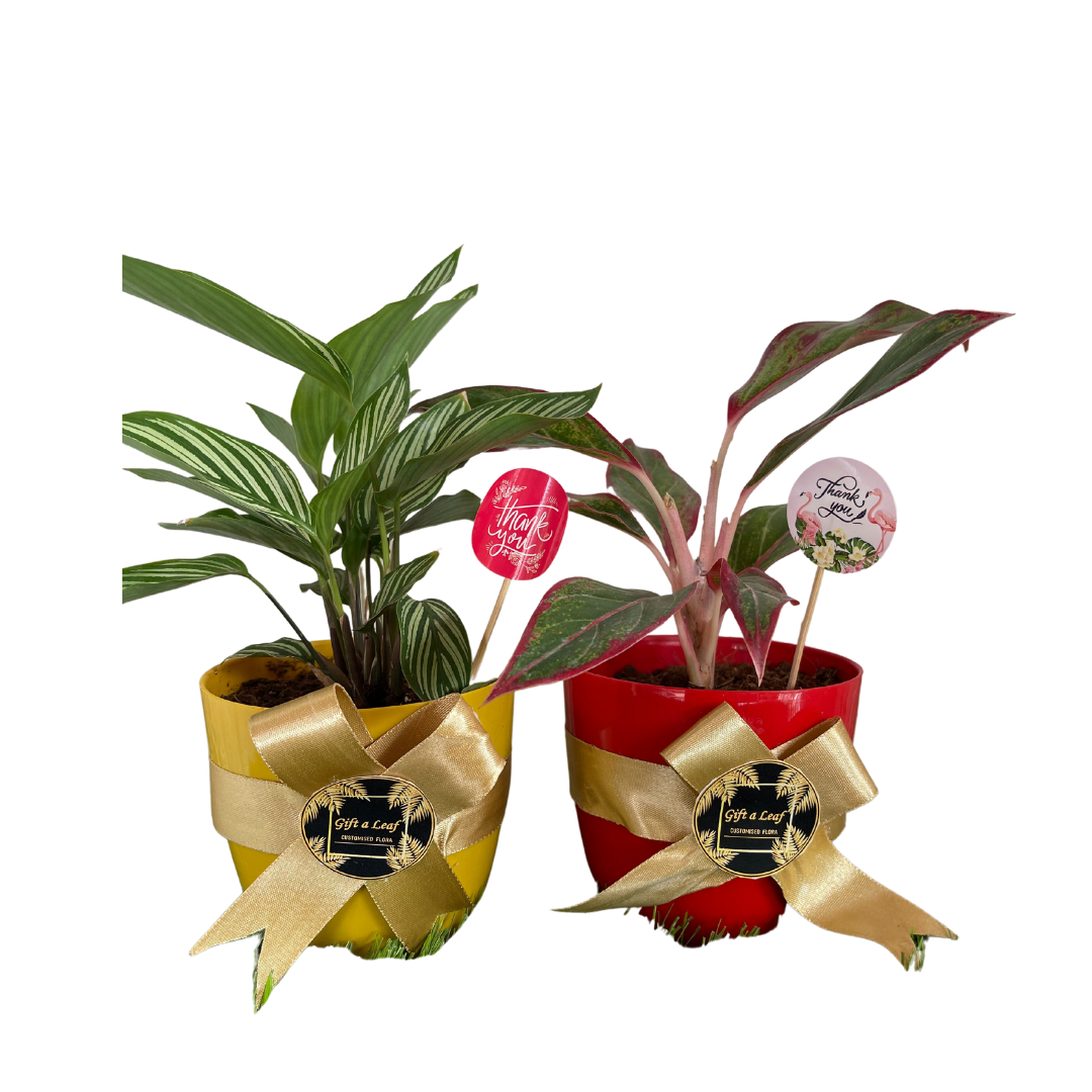 GL15 - Plastic Pot  (Set of 2)