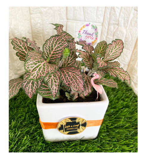 GL39 - Beautiful red Fittonia Plant in square planter