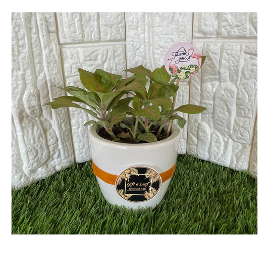 GL41 - Indoor  Fittonia plant  in white ceramic pot