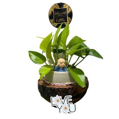 GL65 - Money Plant In Wooden + Ceramic Pot (Small)