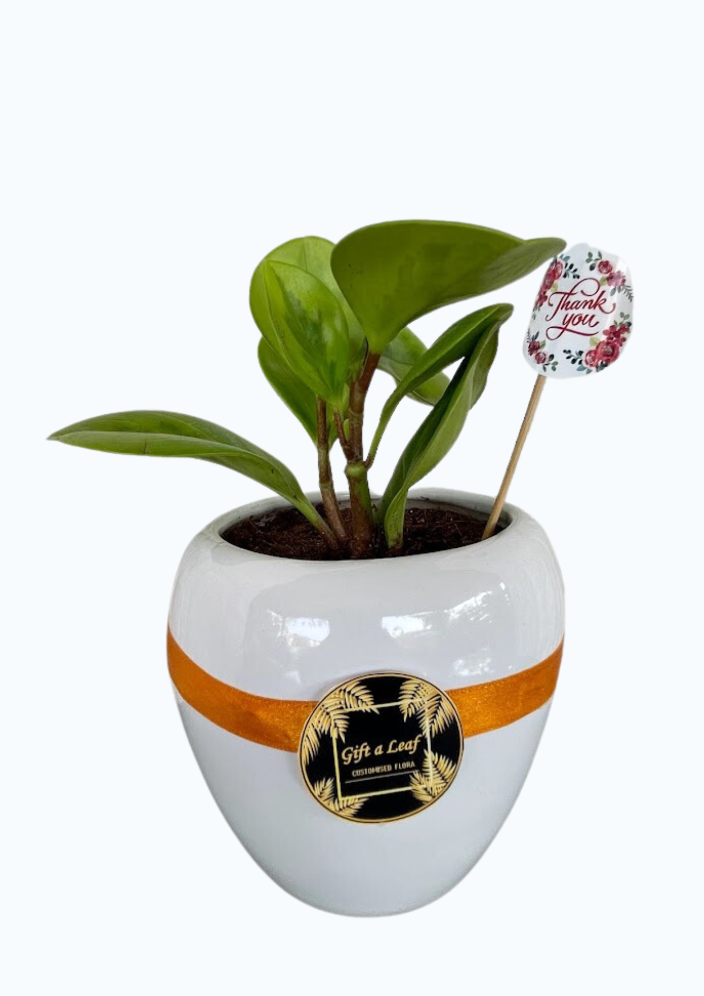 GL49- Peperomia Indoor Plant in Ceramic Pot