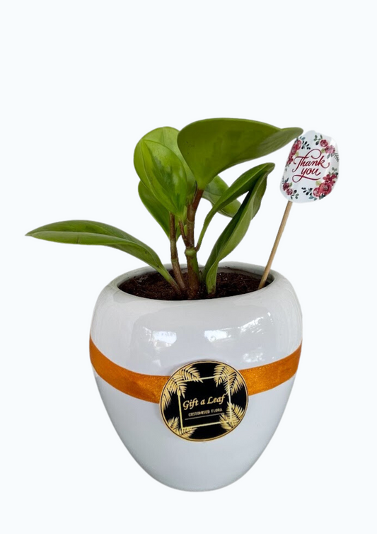 GL49- Peperomia Indoor Plant in Ceramic Pot