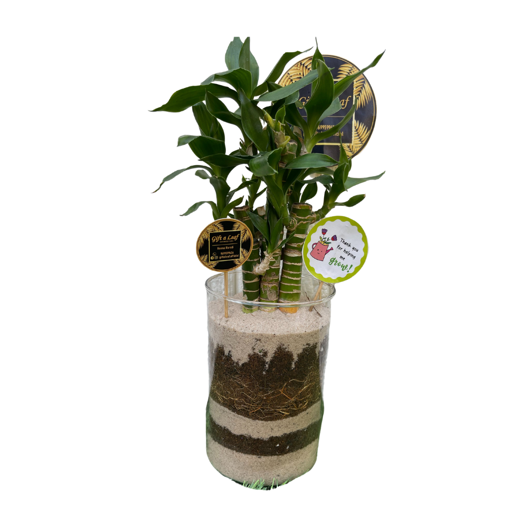 GL86 - Lucky bamboo in Cylindrical Glass