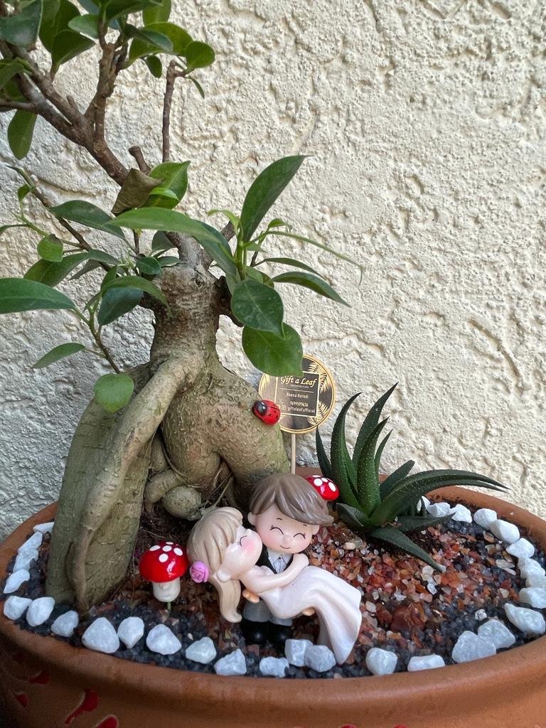 GL148 - Bonsai Ficus Fairy Garden