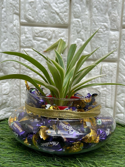 GL63- Plant and Chocolate in Oval Glass Bowl