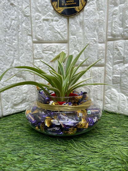 GL63- Plant and Chocolate in Oval Glass Bowl