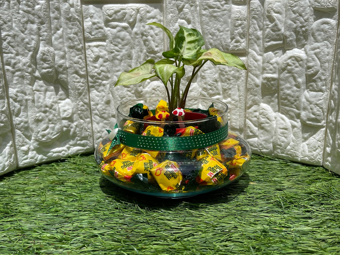 GL63- Plant and Chocolate in Oval Glass Bowl