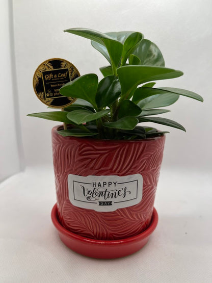 GL121 - Single piece small ceramic red pot  with single plant