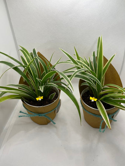 GL82 -  Small size plastic pot with spider plant (Set of 20 plants)