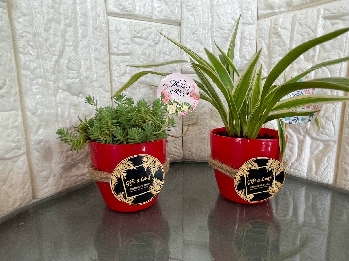 GL42-Set of 2 red plastic pot with plants