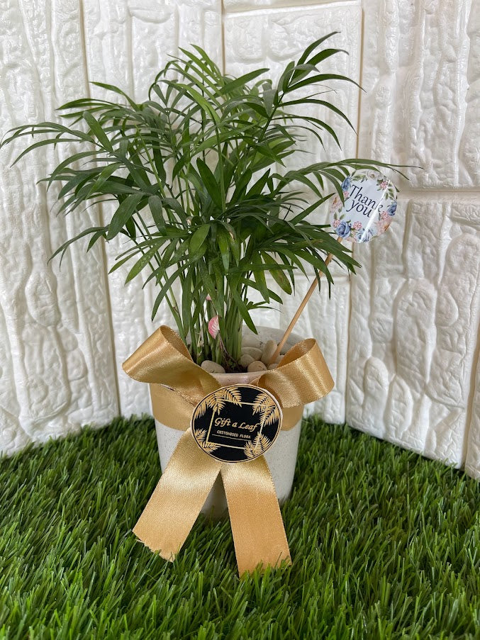 GL44 - Indoor Areca Palm plant