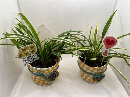 GL82 -  Small size plastic pot with spider plant (Set of 20 plants)