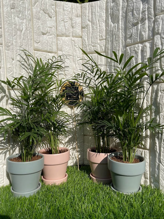 GL95- Bamboo Palm In Single Tone Ceramic Pot (Set of 2)